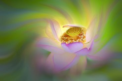 The Beauty of Lotus