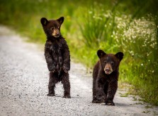 Bear Cubs, Whatd You Say ?