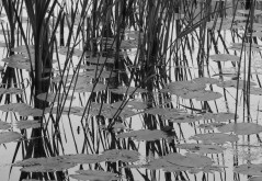 Reeds, Lilly Pads, Reflections