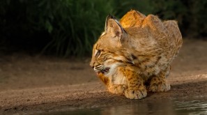 Texas Bobcat at a Waterhole