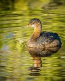 Young Pied Billed Grebe