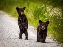 Bear Cubs, Whatd You Say ? 2