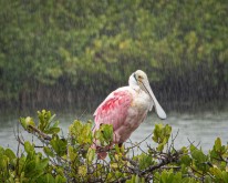 Spoonbill in Rain