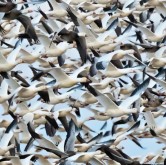Snowgeese in Motion