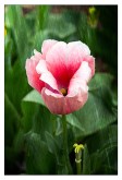 Tanglewood Tulip