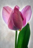 Angel Tulip