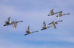 Eastern Tundra Swans Flying