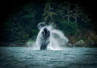 Alaskan Humpback Whale 2