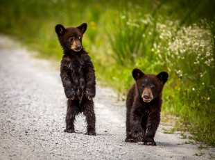 Bear Cubs, Whatd You Say ? 2