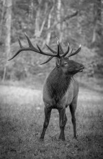 Boyd_Rogers - Cherokee Elk