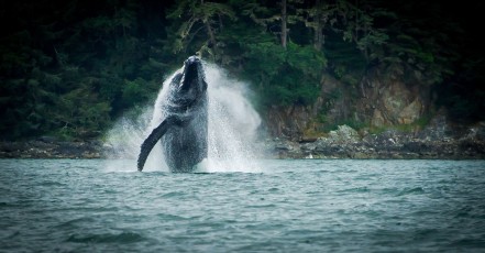 Alaskan Humpback Whale