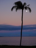 Palm Tree and Moon