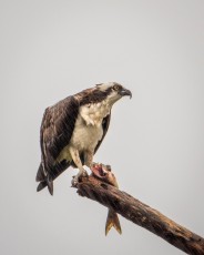 Osprey With Afternoon Snack