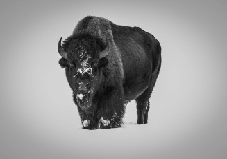 Solitary Bison