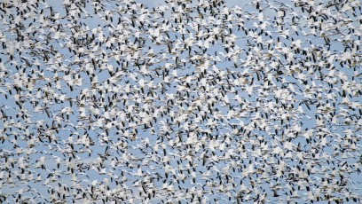 Snow Geese In Motion