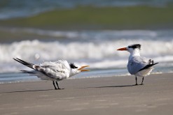 Royal Terns at the Beach