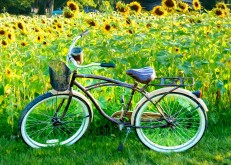 Sunflower Bike