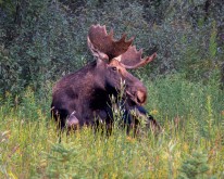 Gros Ventre Moose