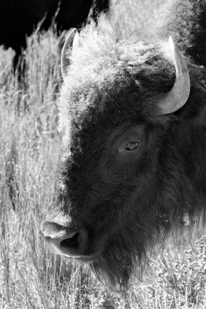 Bison Portrait