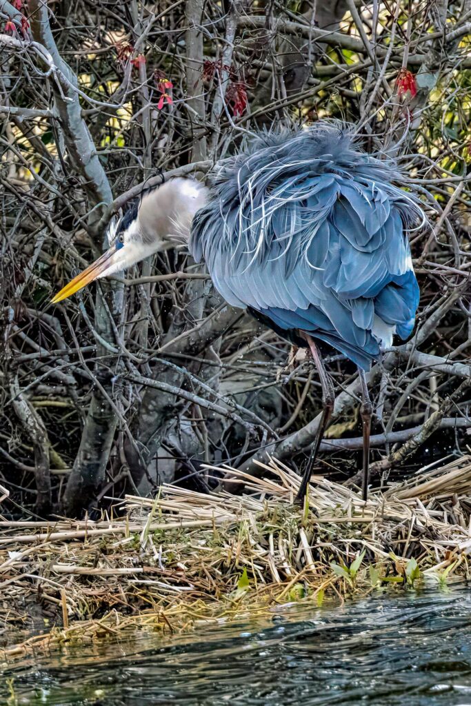 Great Blue Heron Drying Off