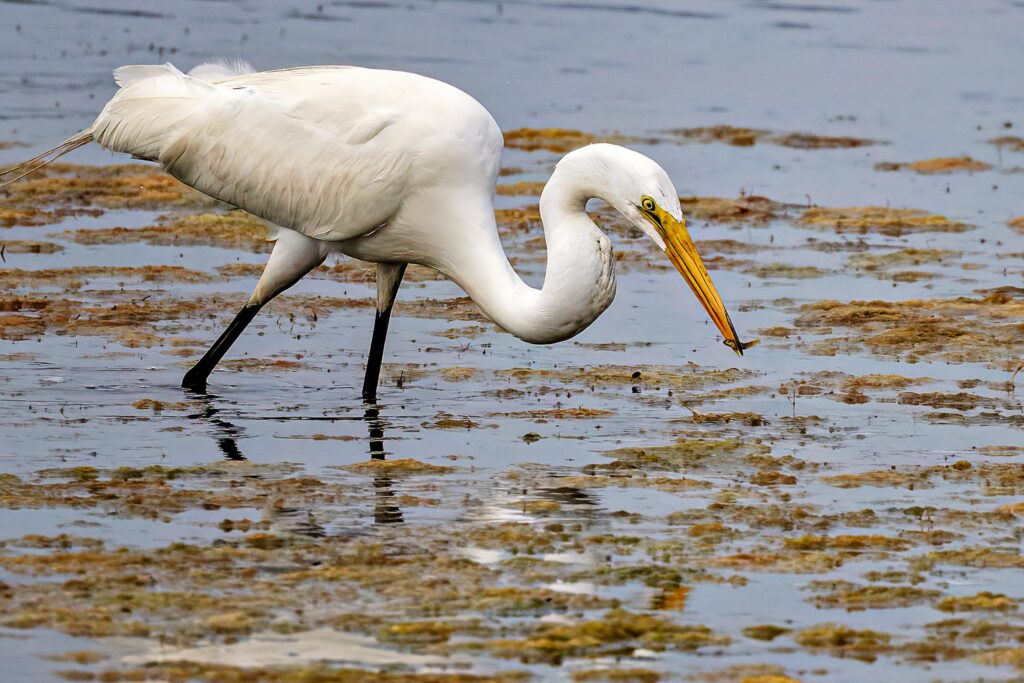 Great Egret Breakfast