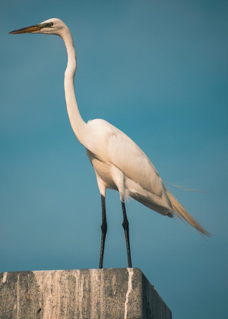Great White Heron