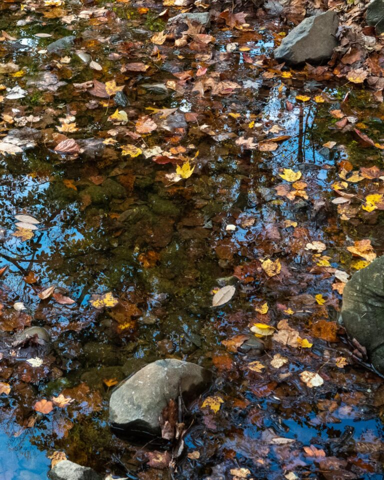 Fall Reflections