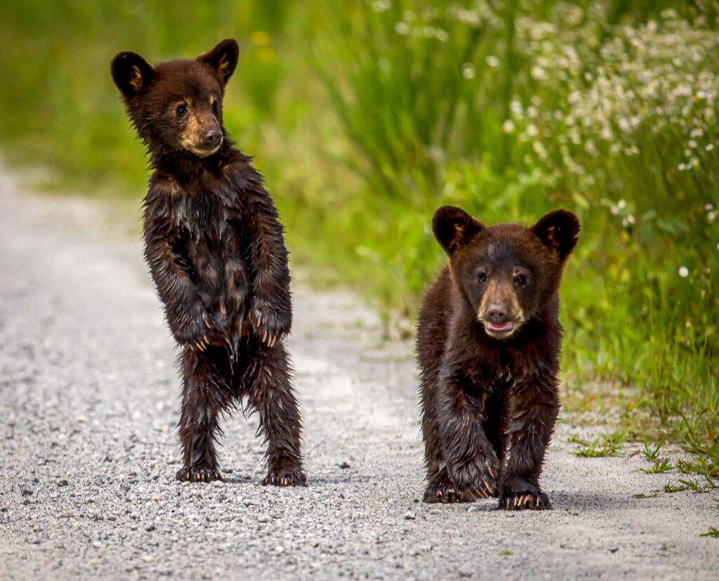 Cub Brothers