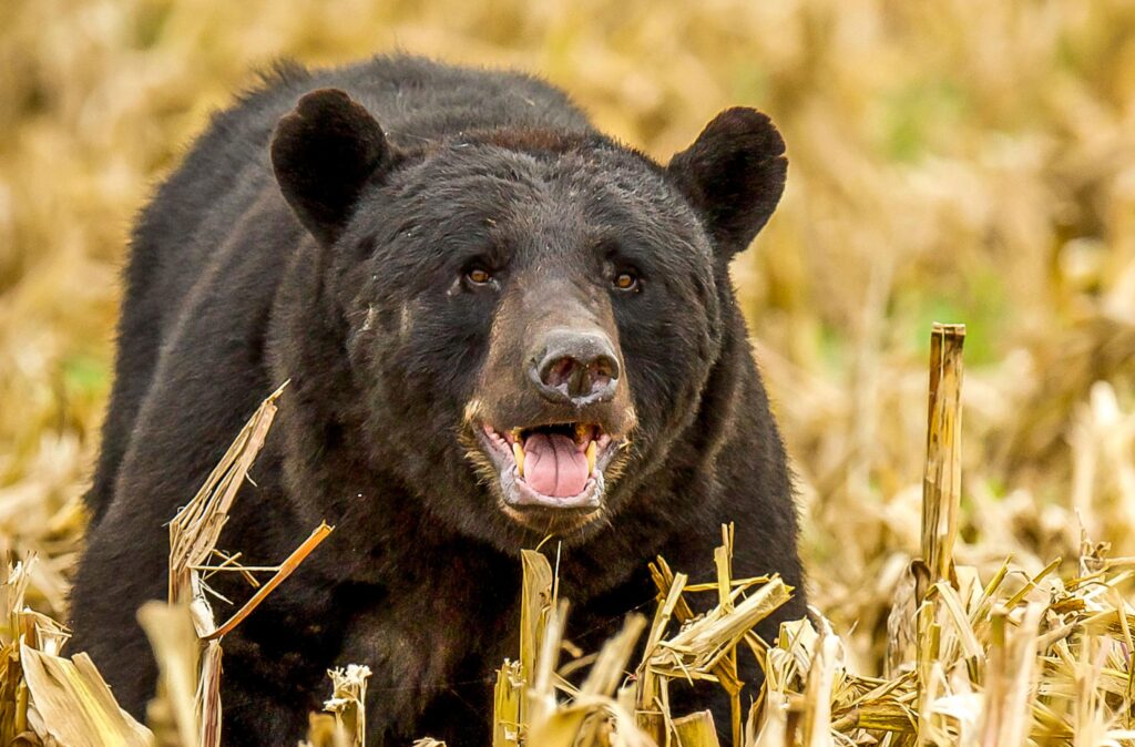 Bear in Corn Field