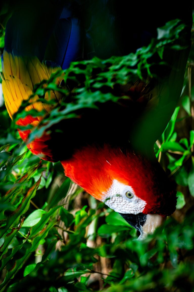 Acrobat