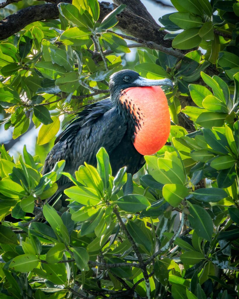 Bird Island Male Frigate