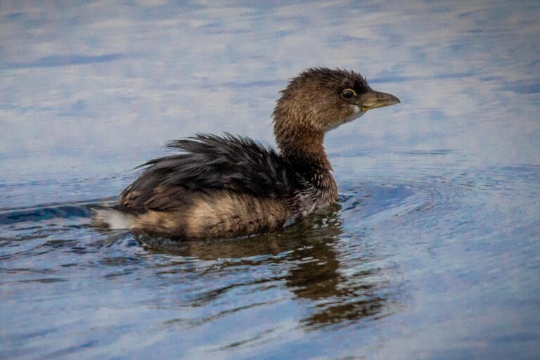 Piedbilledgrebe