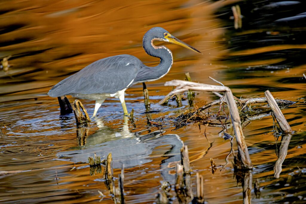 Tricoloredheronatsunset