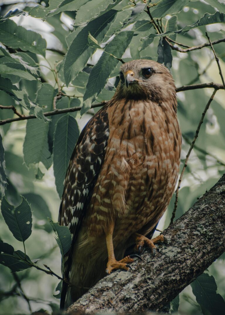 Hawks Gaze