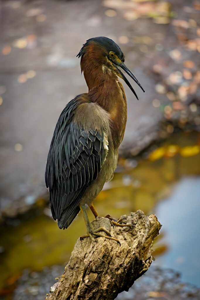 Greenheron