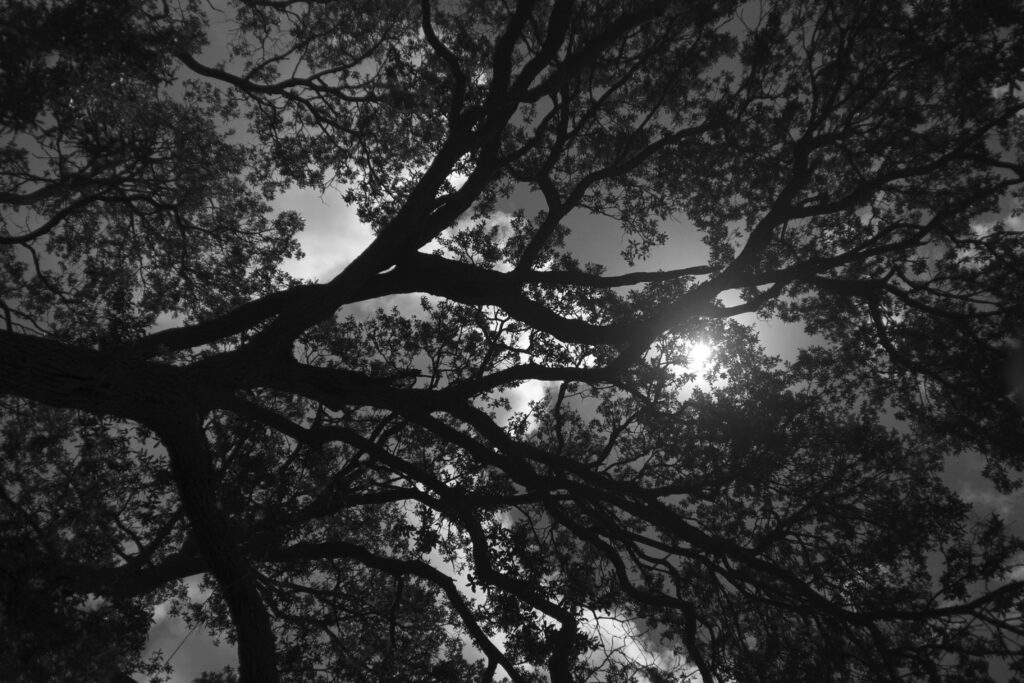Live Oak Silhouette