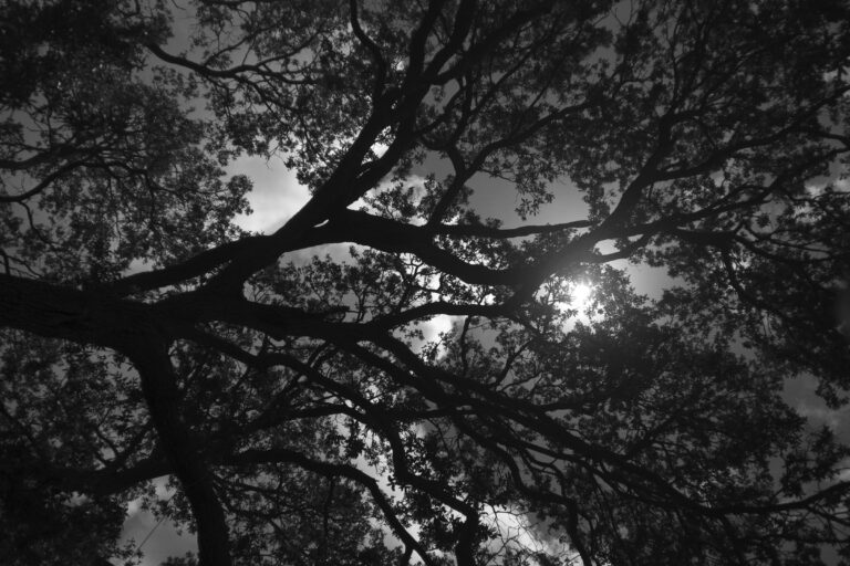 Live Oak Silhouette