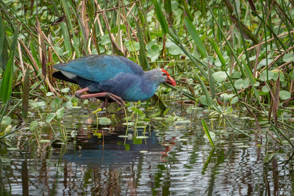Marsh Hen