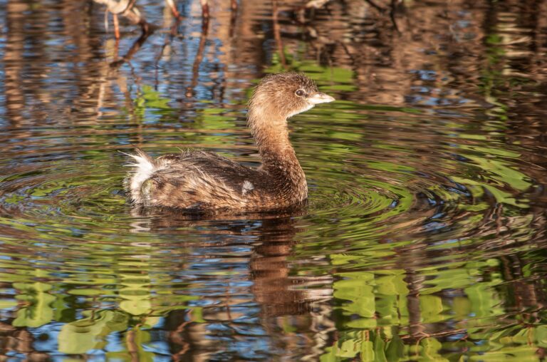 Green Cay Grebe