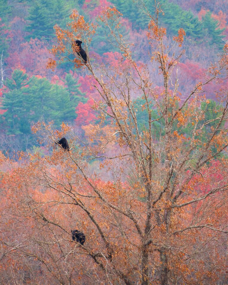 Cades Cove Persimmon Poachers