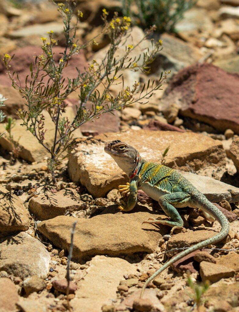 Resting in the Shade