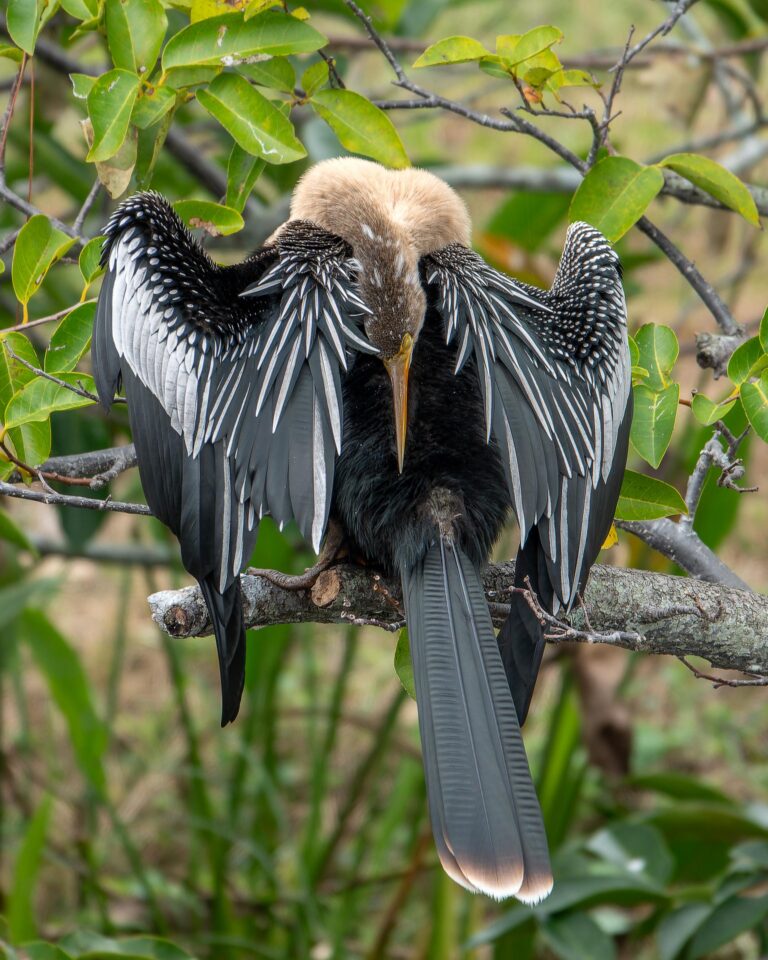 Sleeping Anhinga