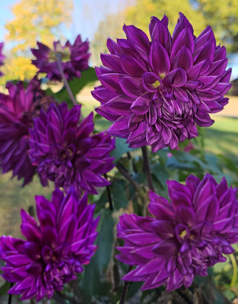 Autumn Dahlias