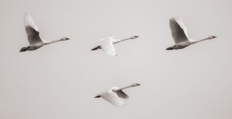 Swans