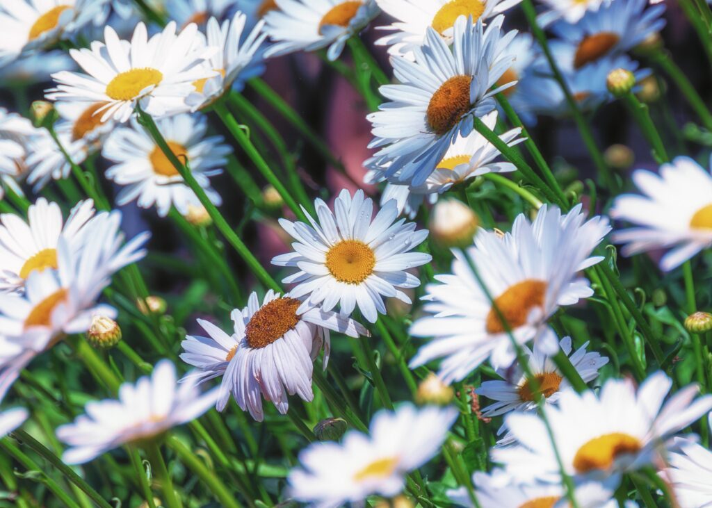 Savannah Daisies
