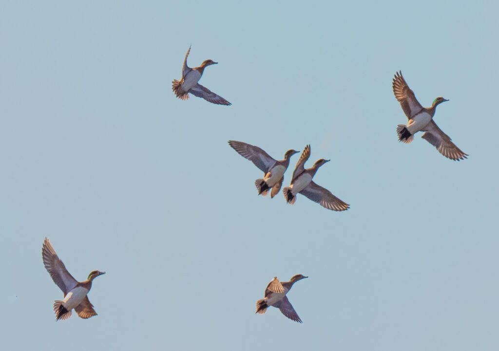 Pintails in Flight