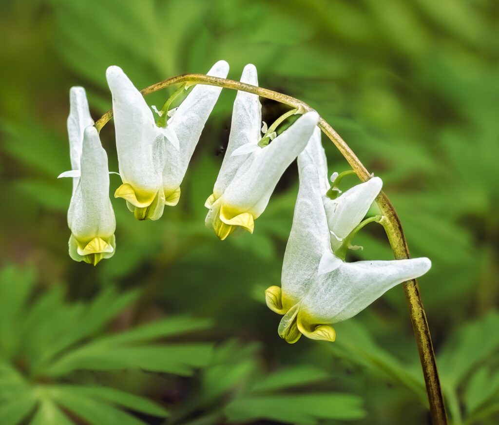 Dutchmens Breeches