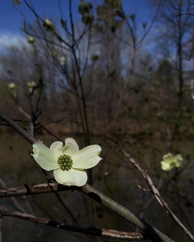 Tree Blooming