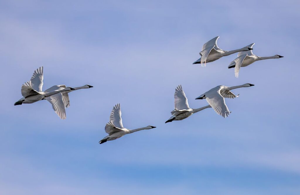 Eastern Tundra Swans Flying