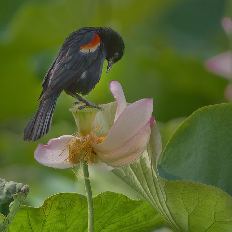 Red Wing and Lotus